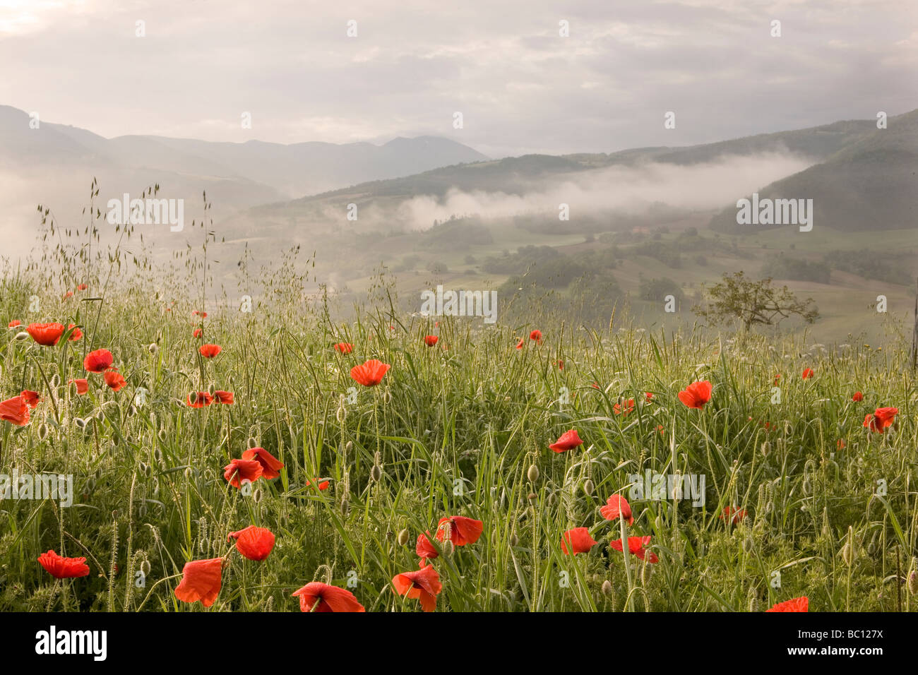 Foschia mattutina in italiano selvaggio fiore prato in Umbria Foto Stock