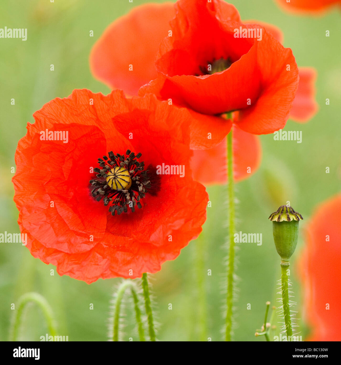 Comune di papaveri Papaver rhoeas Foto Stock