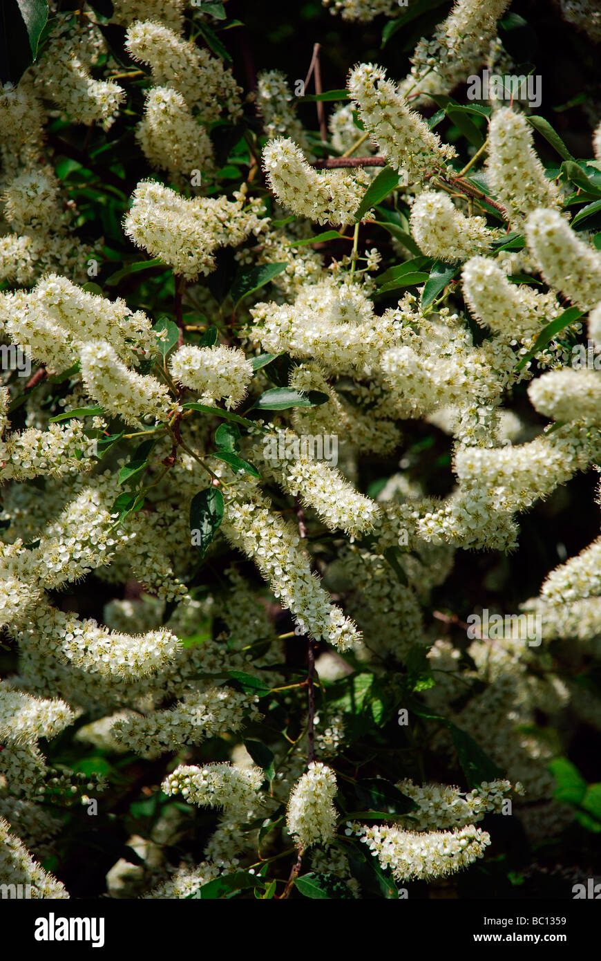 Close up di racemi di fiori di ciliegio selvatico strozzatura Prunus Virginiana tree Virginia bird ciliegia nera verticale chokecherry ciliegio selvatico Foto Stock