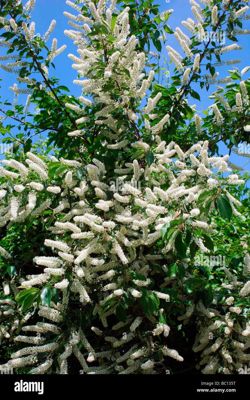 Close up di racemi di fiori di ciliegio selvatico strozzatura Prunus Virginiana tree Virginia bird ciliegia nera verticale chokecherry ciliegio selvatico Foto Stock