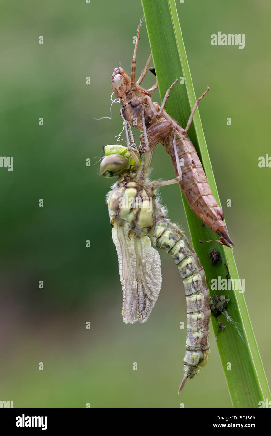 Southern hawker dragonfly - Aeshna cyanea emerse di recente Foto Stock