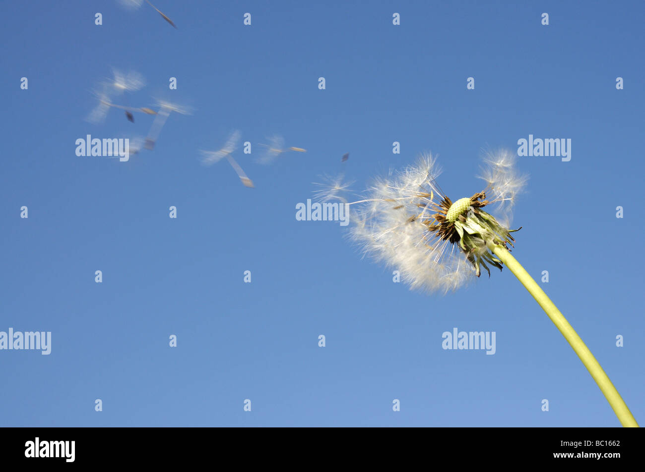 Blowball contro il cielo blu Foto Stock