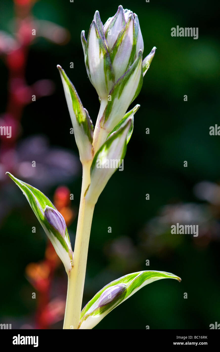 Hosta, undulata, Piantaggine Lily. Immagine ravvicinata di emergenti di fiori e foglie. Foto Stock