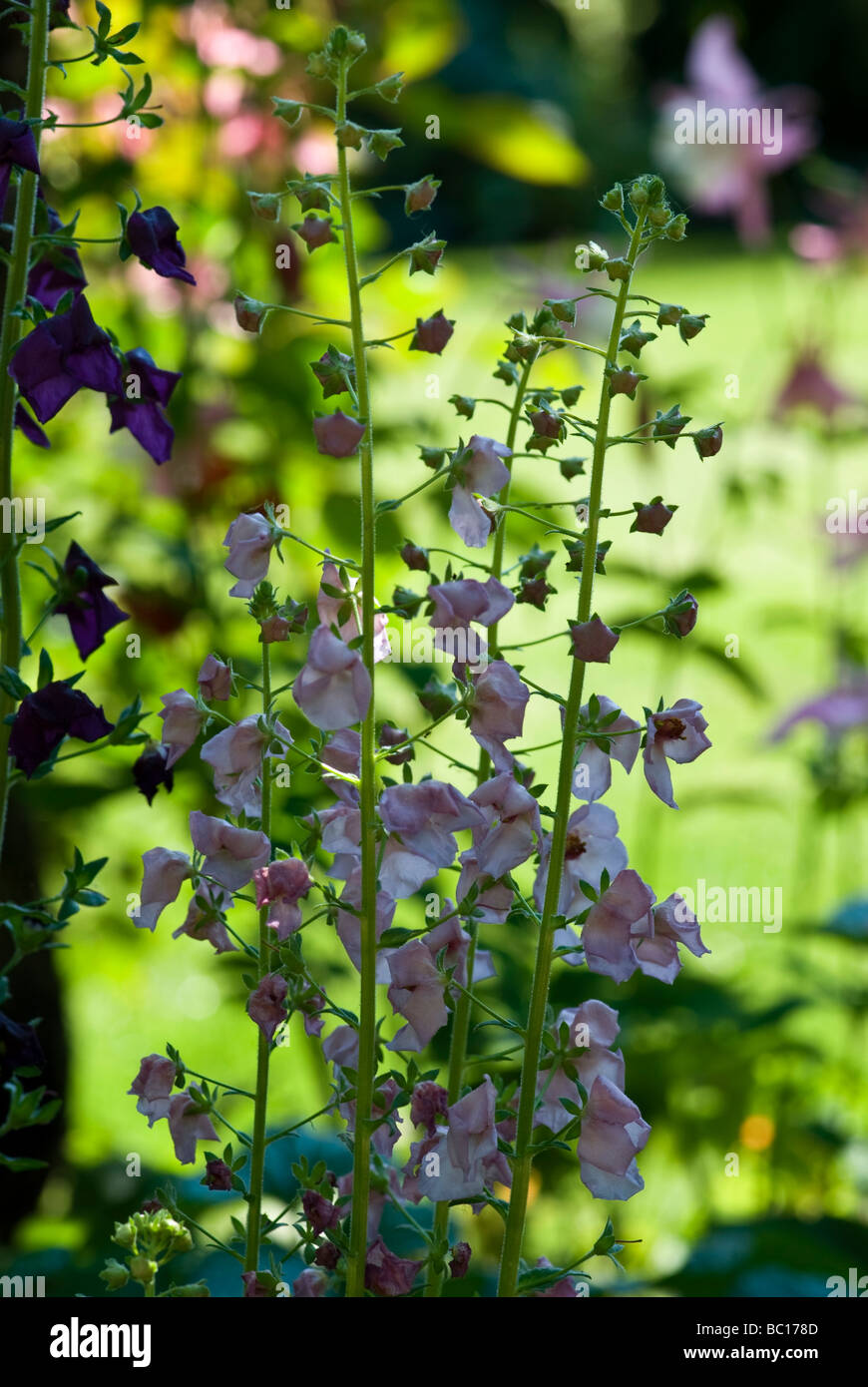 Molène phoeniceum. (Mullein). Delicate guglie rosa dei fiori in una impostazione di confine. Delizioso cottage garden flower . Foto Stock