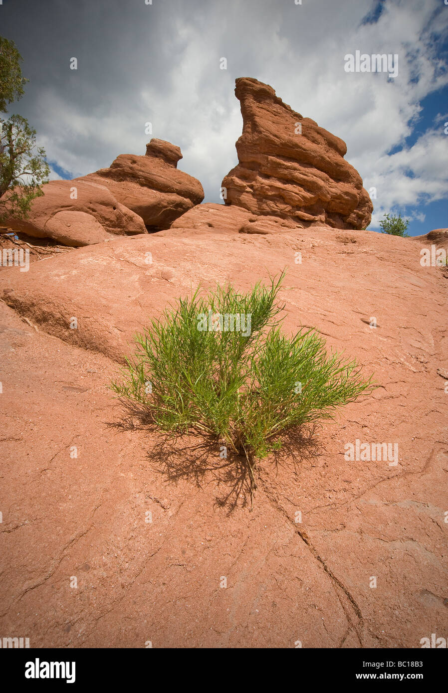 Impianti e formazioni rocciose, Giardino degli dèi, Colorado Springs, Colorado, STATI UNITI D'AMERICA Foto Stock