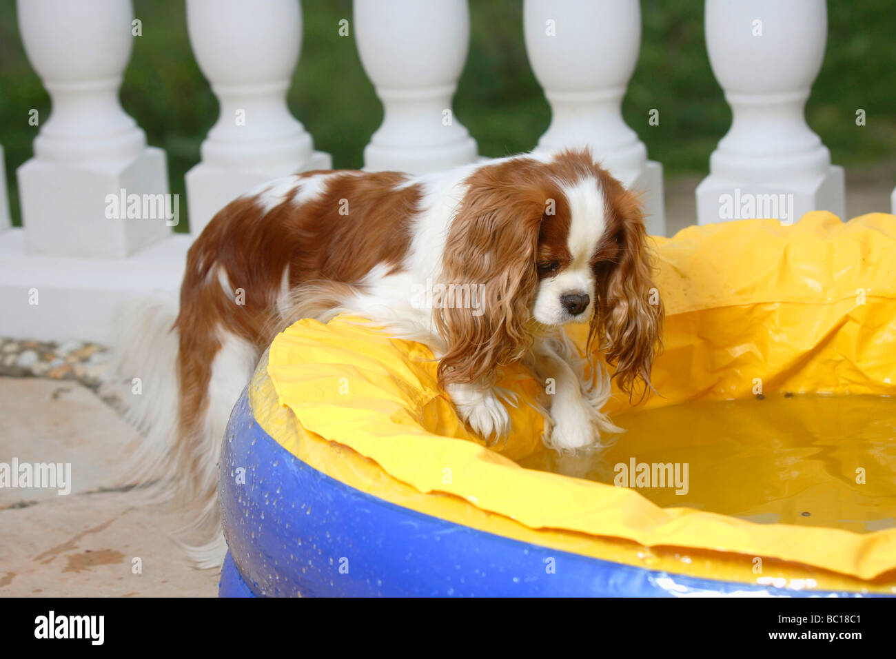 Cavalier King Charles Spaniel blenheim in piscina per i bambini Foto Stock