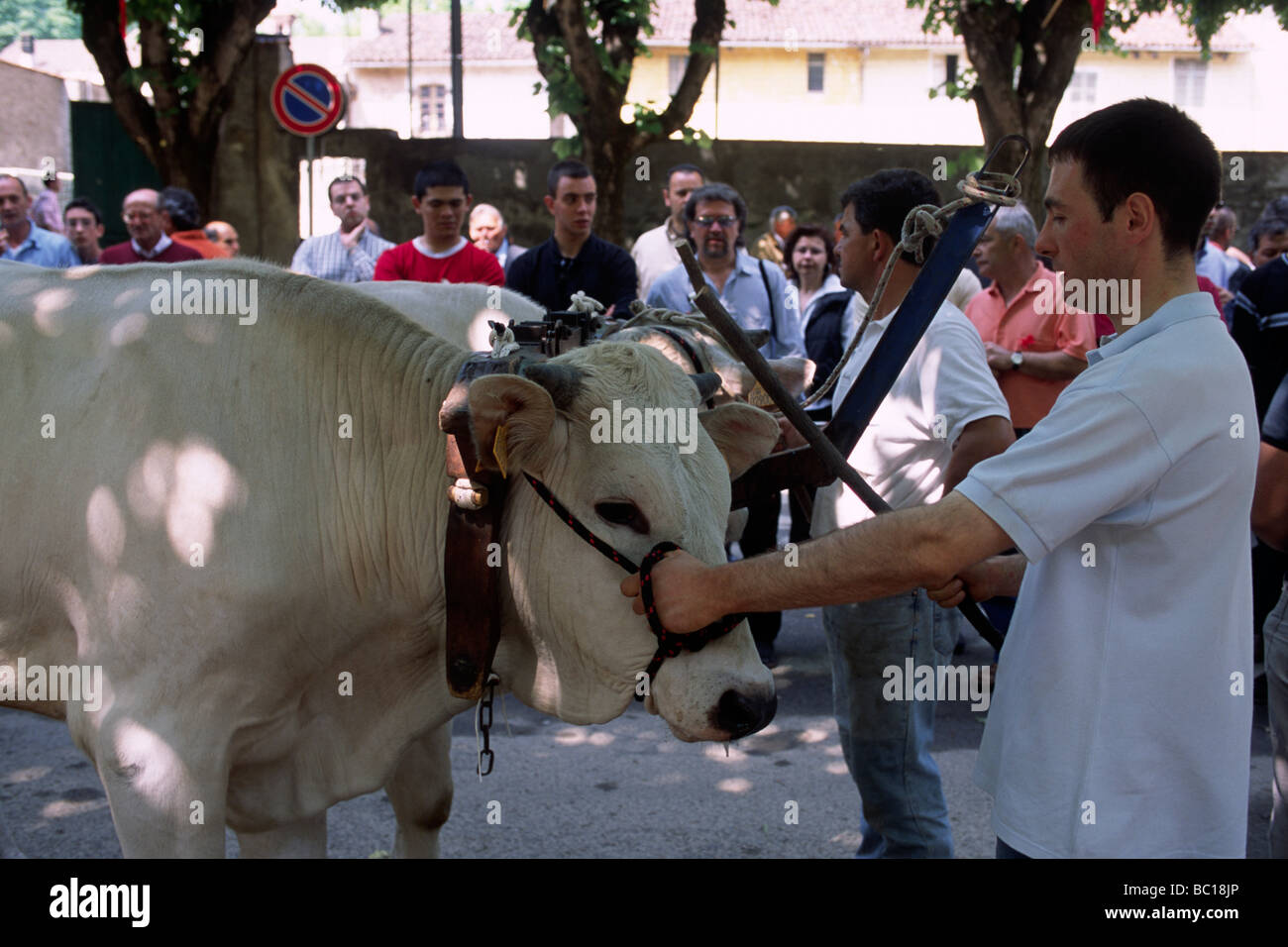 Italia, Piemonte, provincia di Vercelli, Asigliano Vercellese, palio dei buoi, razza di buoi Foto Stock