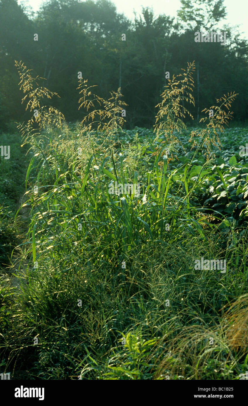 Fioritura l'erba di Johnson Sorcrhum halepense e altre erbe in early morning light USA Foto Stock
