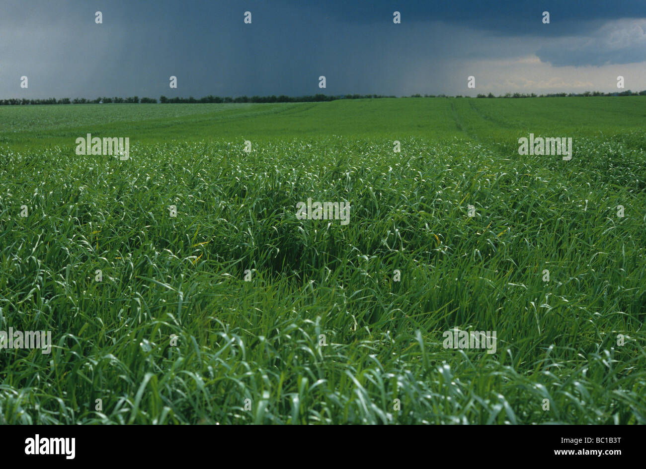 Raccolto di orzo con scuri che minacciano il cielo e la pioggia squall dietro Foto Stock