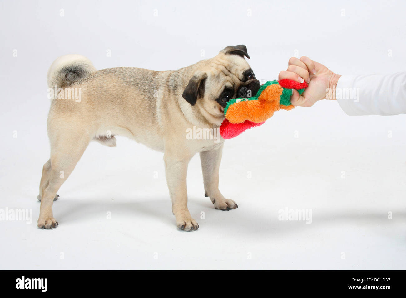 Pug con rimorchiatore giocattolo di guerra Foto Stock