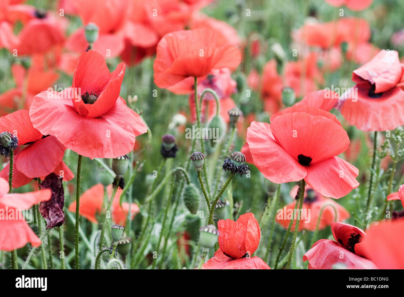 Campo di papavero Kent Foto Stock