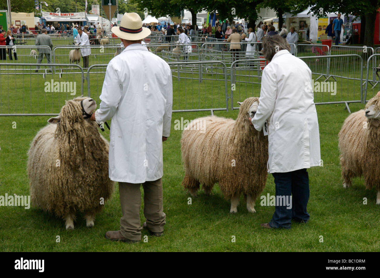 Capre d'angora Foto Stock