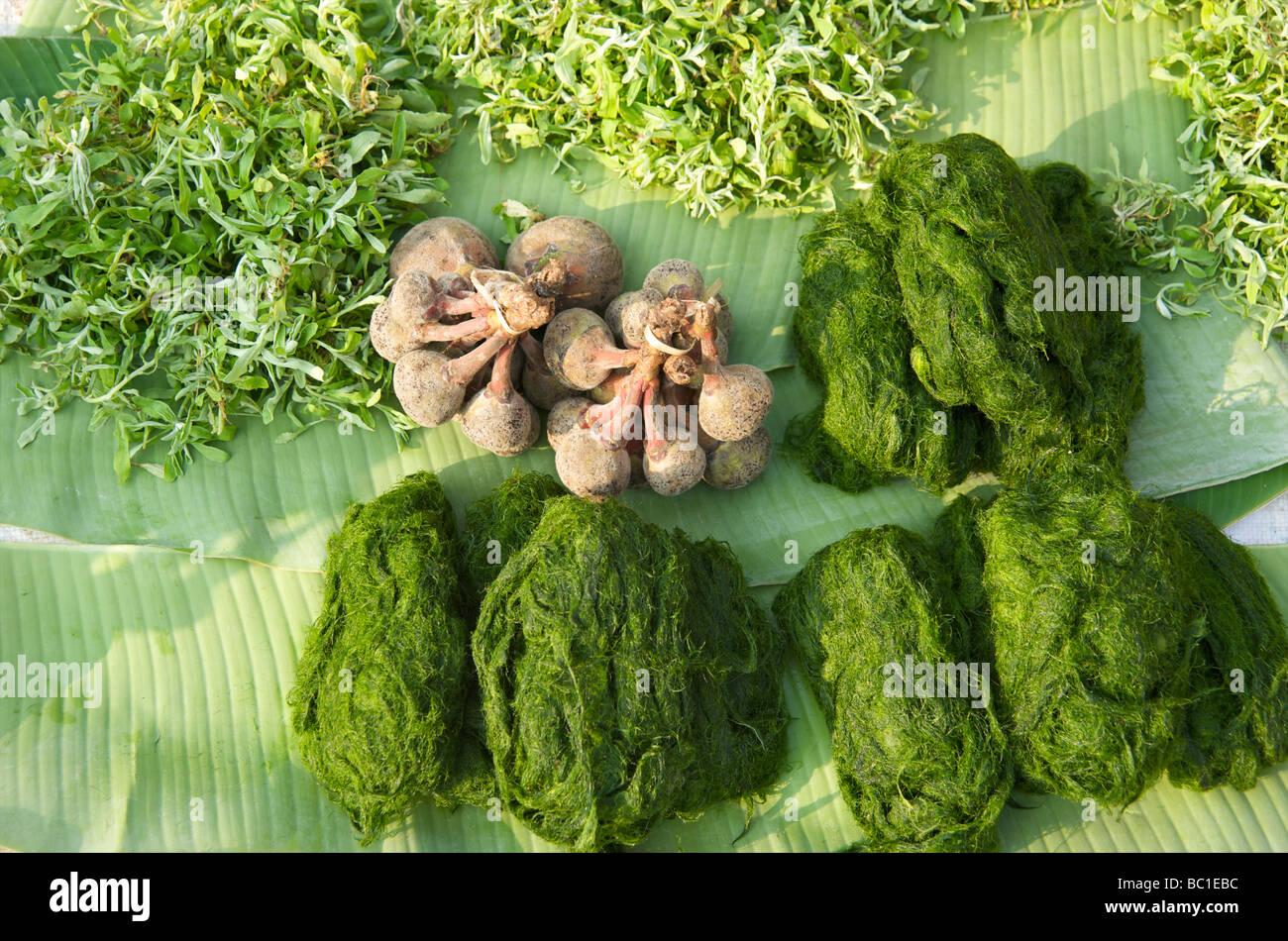 Il fiume Mekong Moss, una prelibatezza locale di Luang Prabang Laos Foto Stock