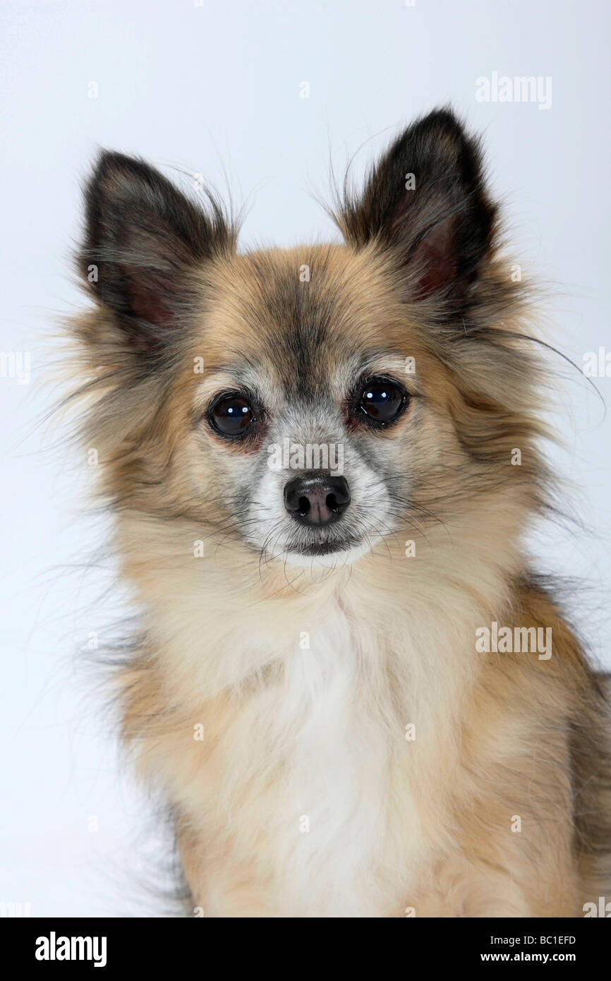 Chihuahua longhaired 11 anni Foto Stock
