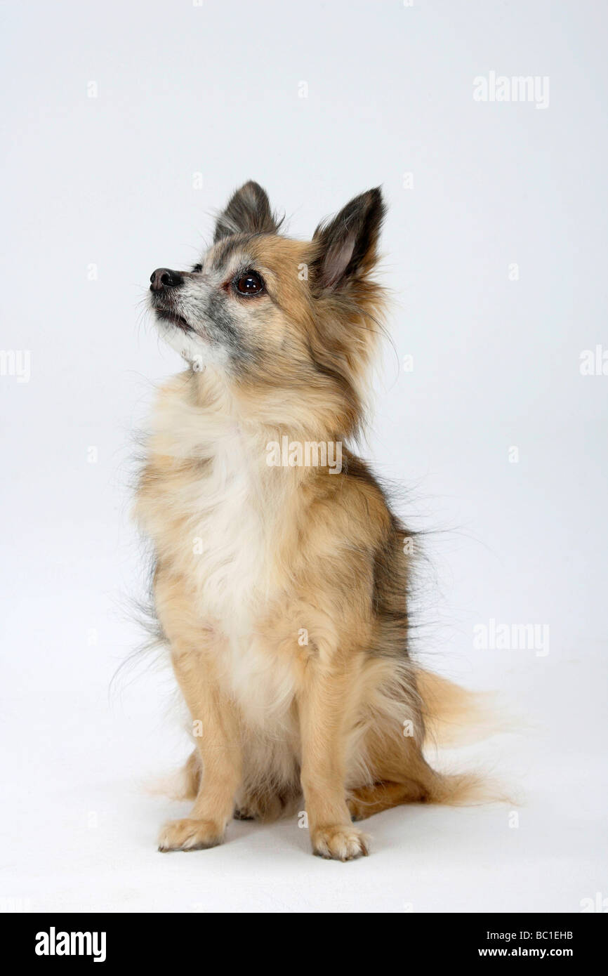 Chihuahua longhaired 11 anni Foto Stock