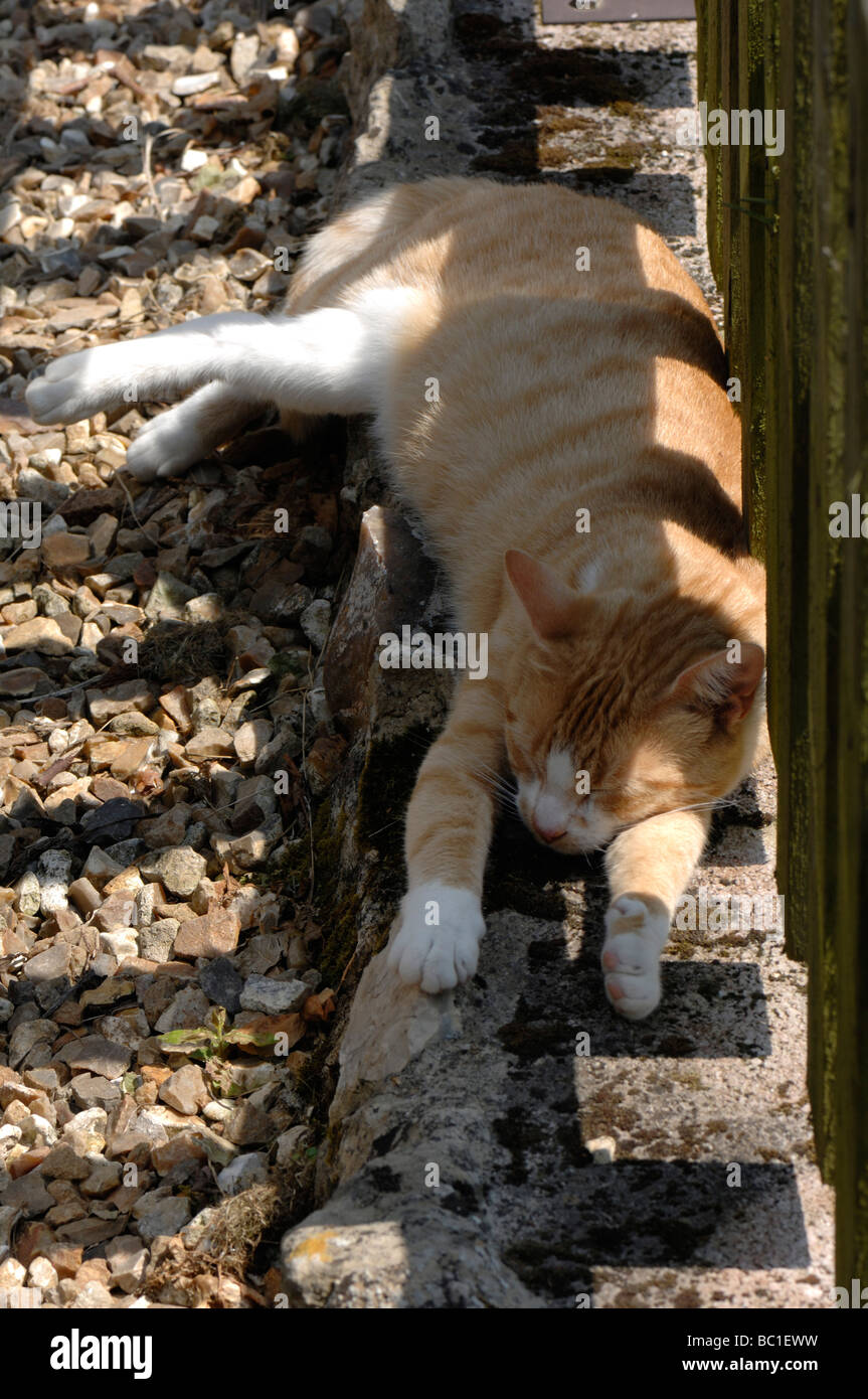 Un ginger gatto addormentato sotto una recinzione da giardino in estate Foto Stock