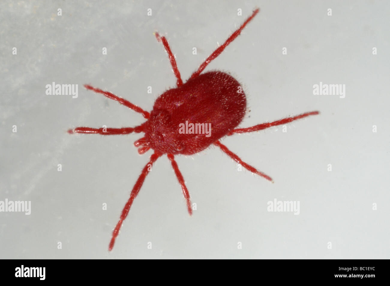 Adulti in velluto rosso acaro rostratus Eutrombidium Foto Stock