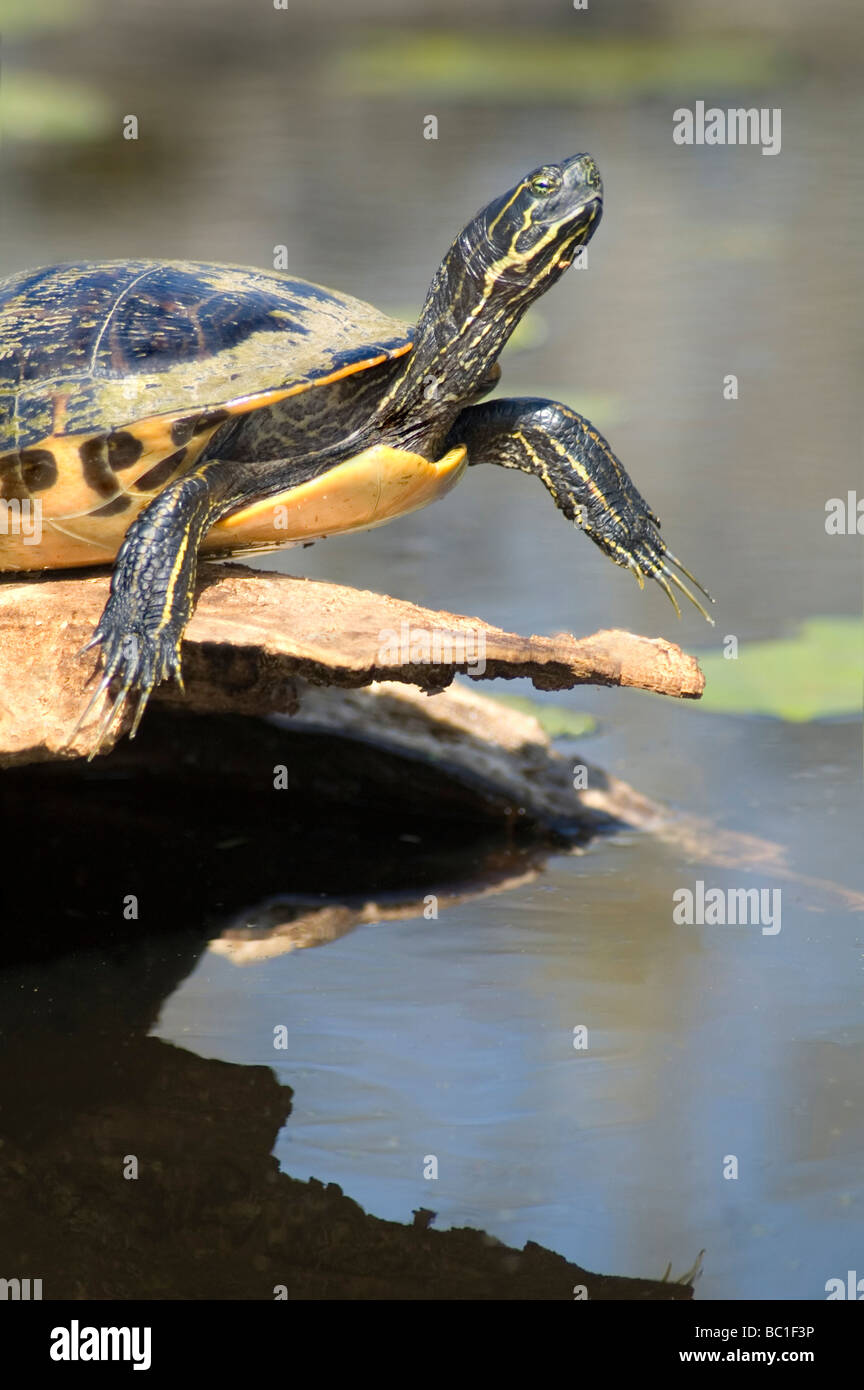 Turtle sunning sul registro - Cursore di stagno Foto Stock
