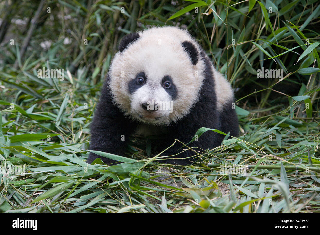 Panda gigante cub in bamboo bush Wolong Cina Sichuan Foto Stock