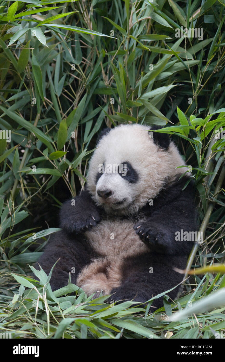 Panda gigante cub in bamboo bush Wolong Cina Sichuan Foto Stock