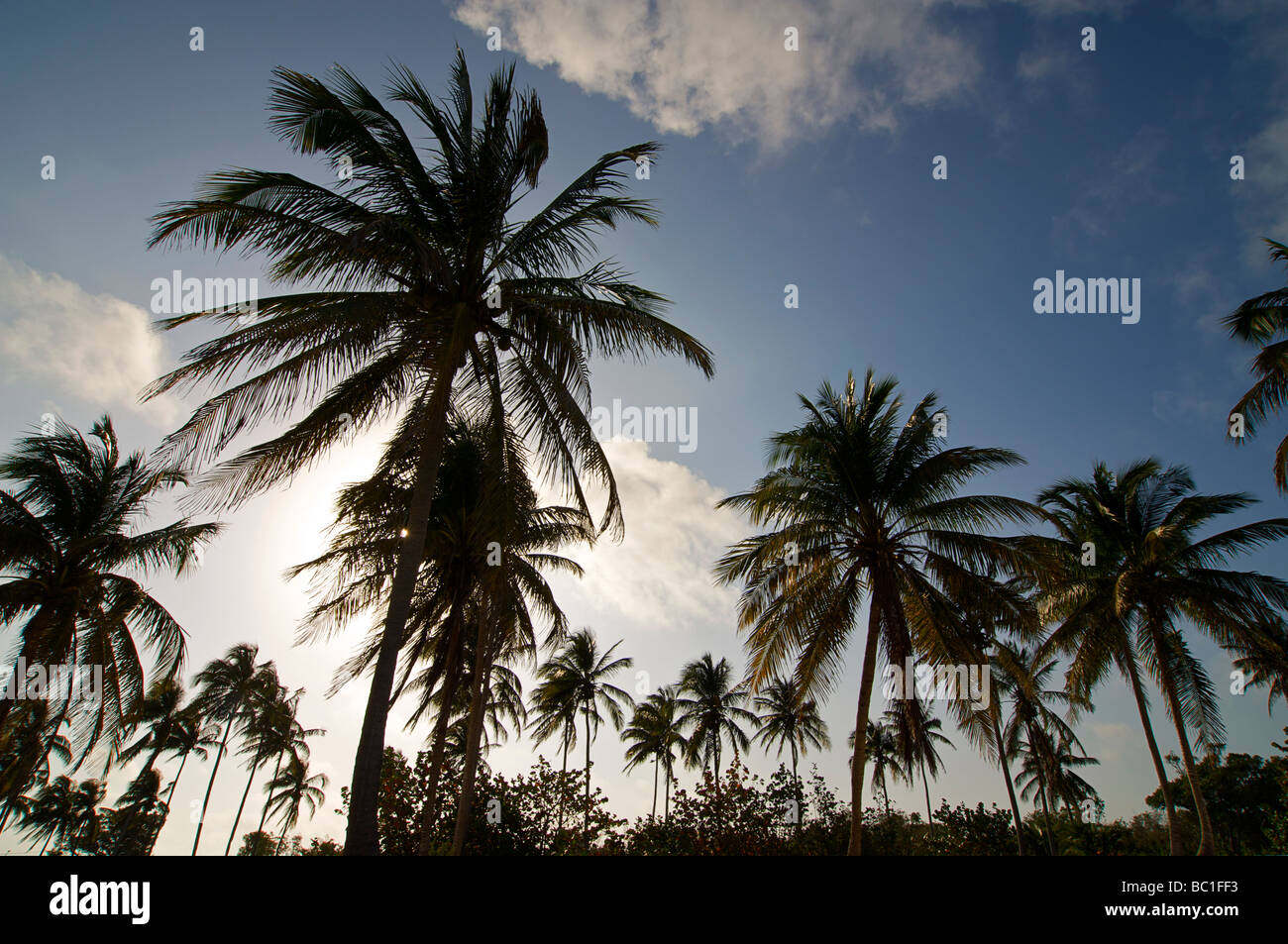 Stagliano palme, Maria La Gorda, Cuba Foto Stock