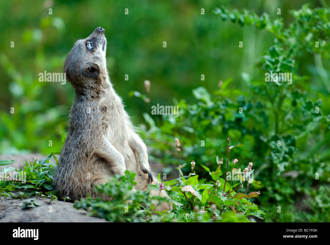 Meerkat (Suricata suricatta) Foto Stock