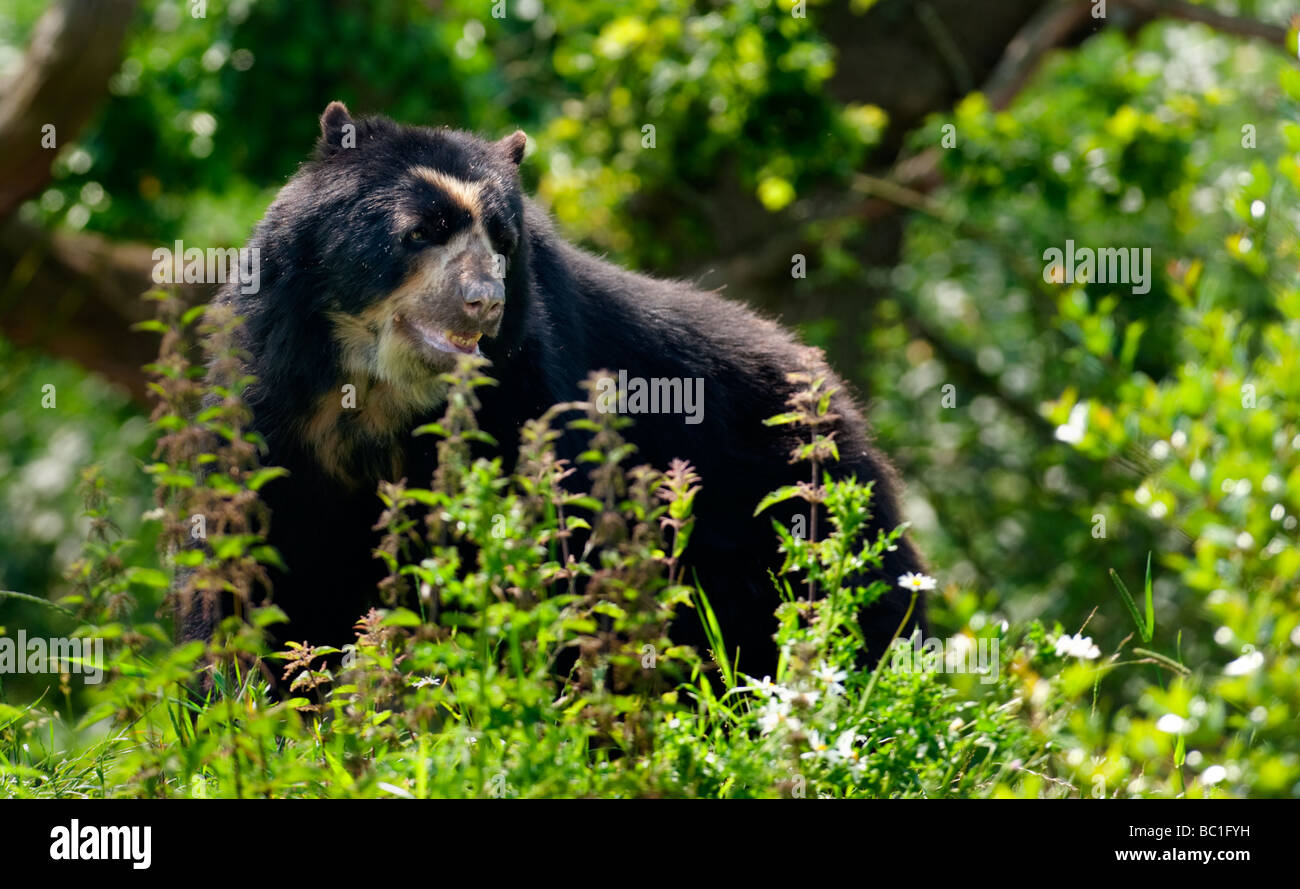 Spectacled Bear (Tremarctos ornatus) noto anche come l'Orso andino Foto Stock