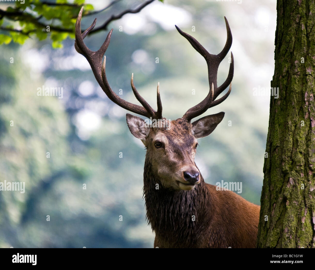 Cervo - Cervus elaphus Foto Stock