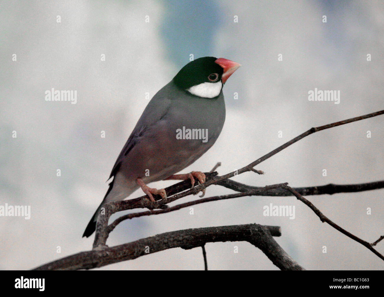 Passero Java o Java Finch o riso Java Bird, Padda oryzivora, Estrildidae, Passeriformes, Indonesia Foto Stock