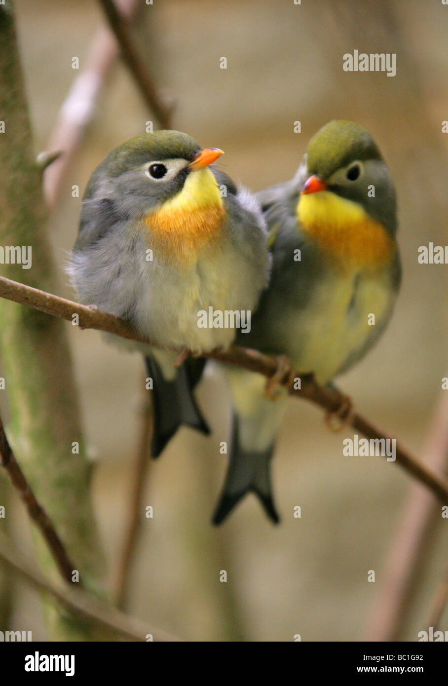 Red fatturati Leiothrix, Pekin Robin o il cinese Nightingale, Leiothrix lutea,Timaliidae, Passeriformes Foto Stock