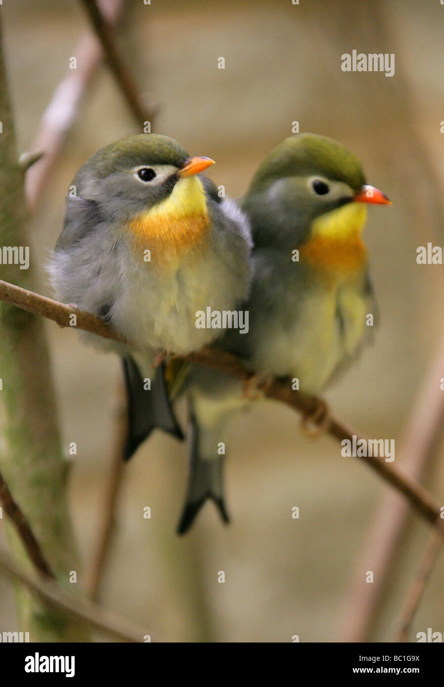 Red fatturati Leiothrix, Pekin Robin o il cinese Nightingale, Leiothrix lutea,Timaliidae, Passeriformes Foto Stock