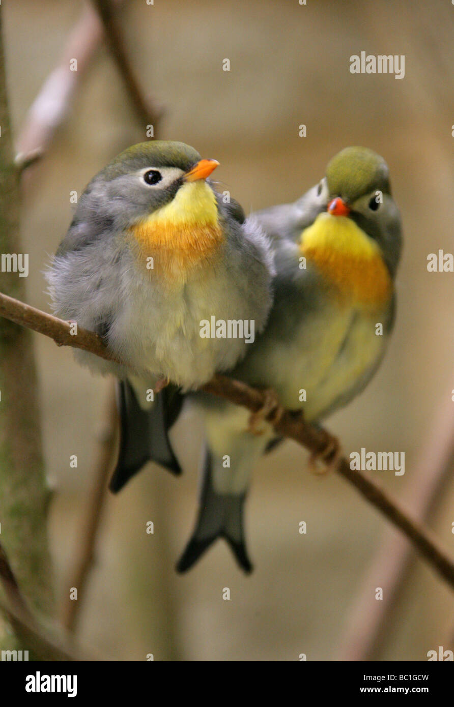 Red fatturati Leiothrix, Pekin Robin o il cinese Nightingale, Leiothrix lutea,Timaliidae, Passeriformes Foto Stock