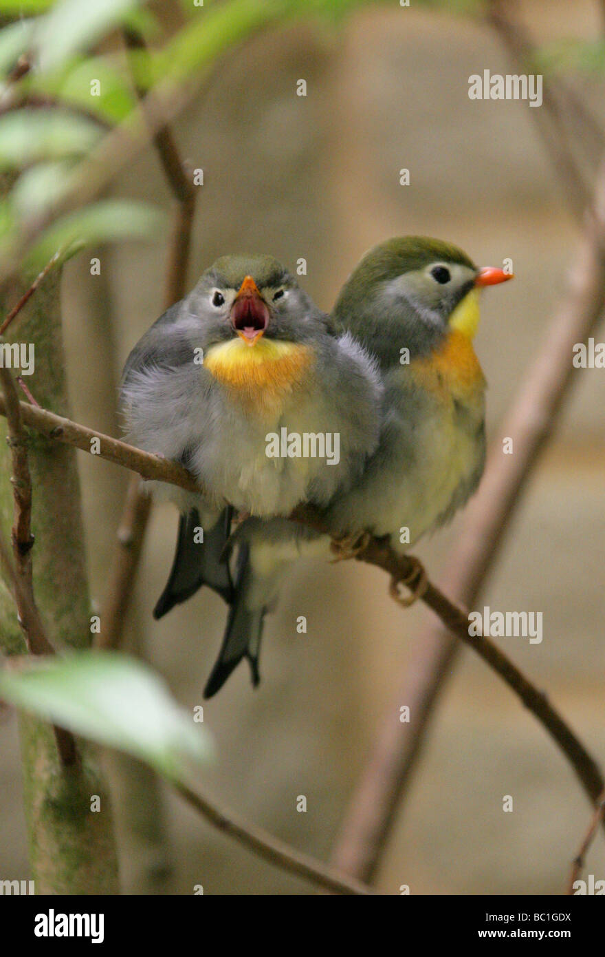 Red fatturati Leiothrix, Pekin Robin o il cinese Nightingale, Leiothrix lutea,Timaliidae, Passeriformes Foto Stock