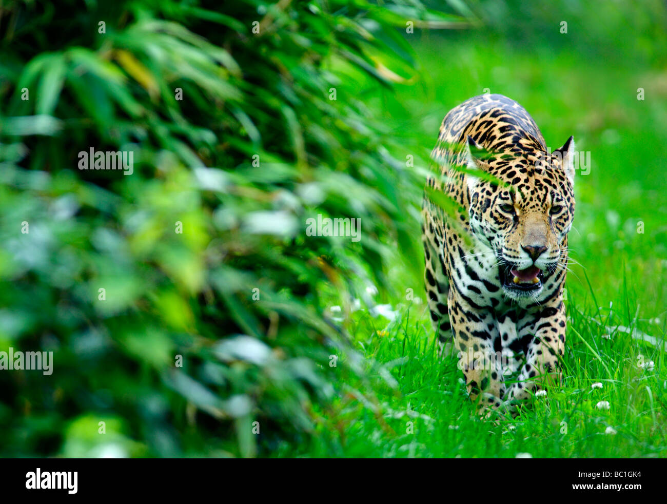 Jaguar (Panthera onca) Foto Stock