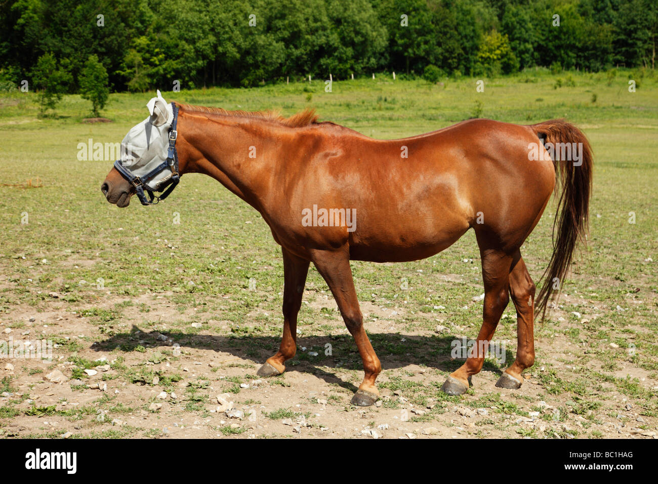 Un cavallo che indossa un Rambo Protector Horse Fly maschera. Kent, Inghilterra, Regno Unito. Foto Stock