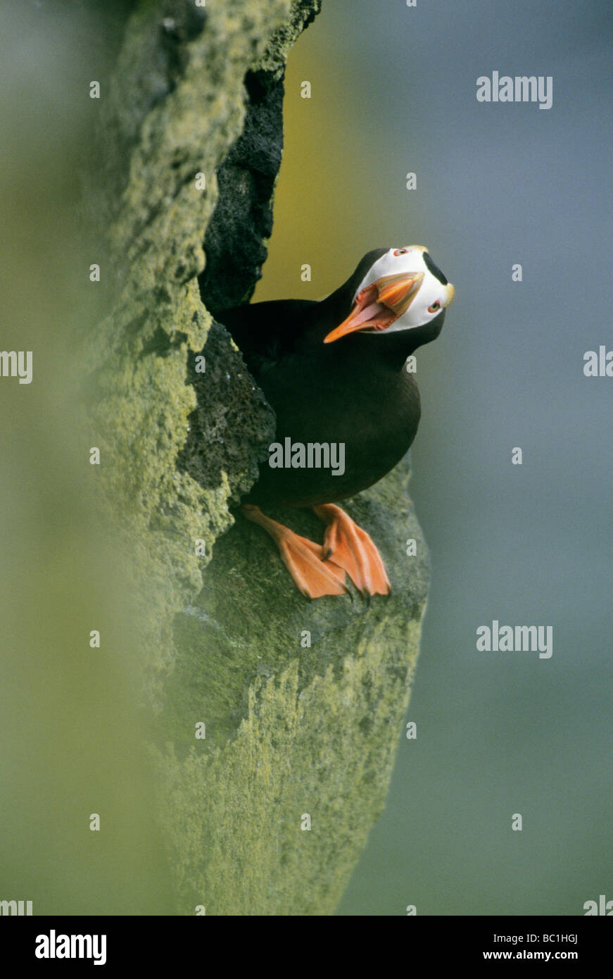 Tufted Puffin (Fratercula cirrhata) sbadigli, Isola di San Paolo, le isole Pribilof, Alaska USA Foto Stock