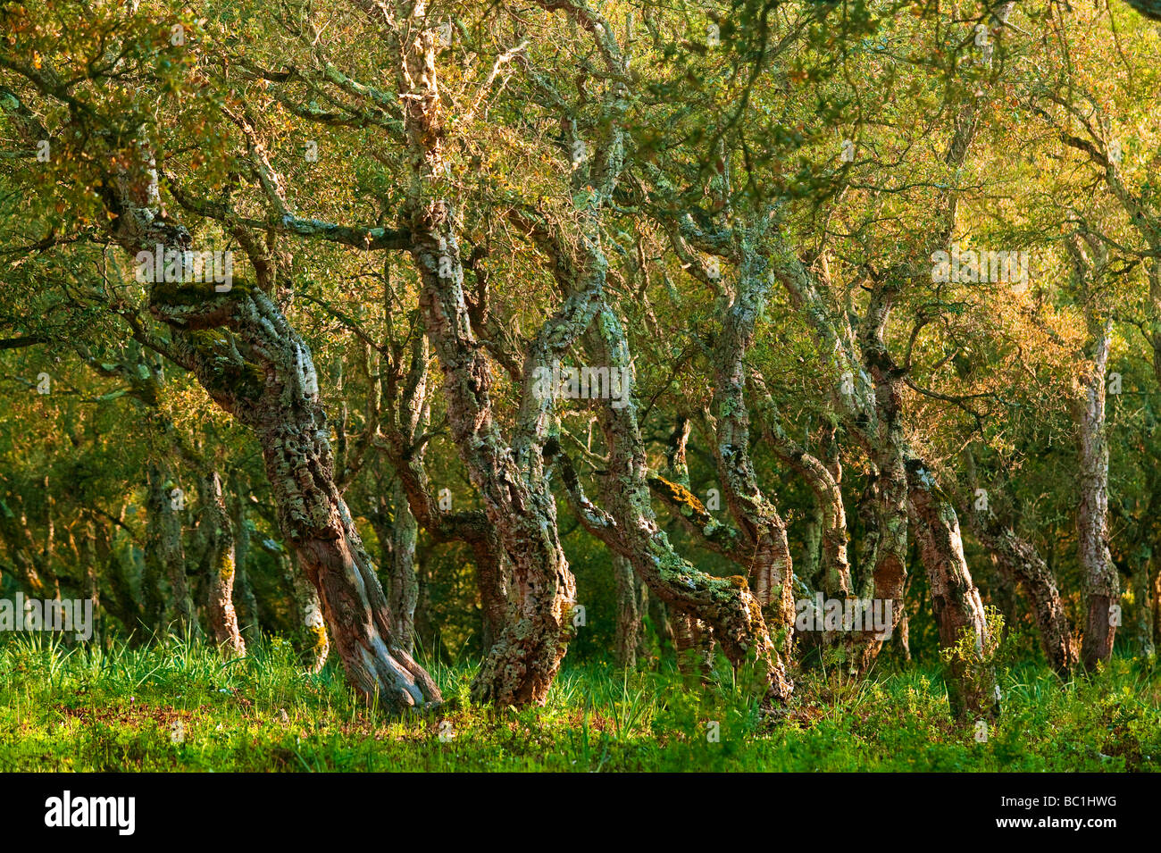 Quercia da sughero Quercus suber foresta DI CHIAVARI CORSICA FRANCIA Foto Stock