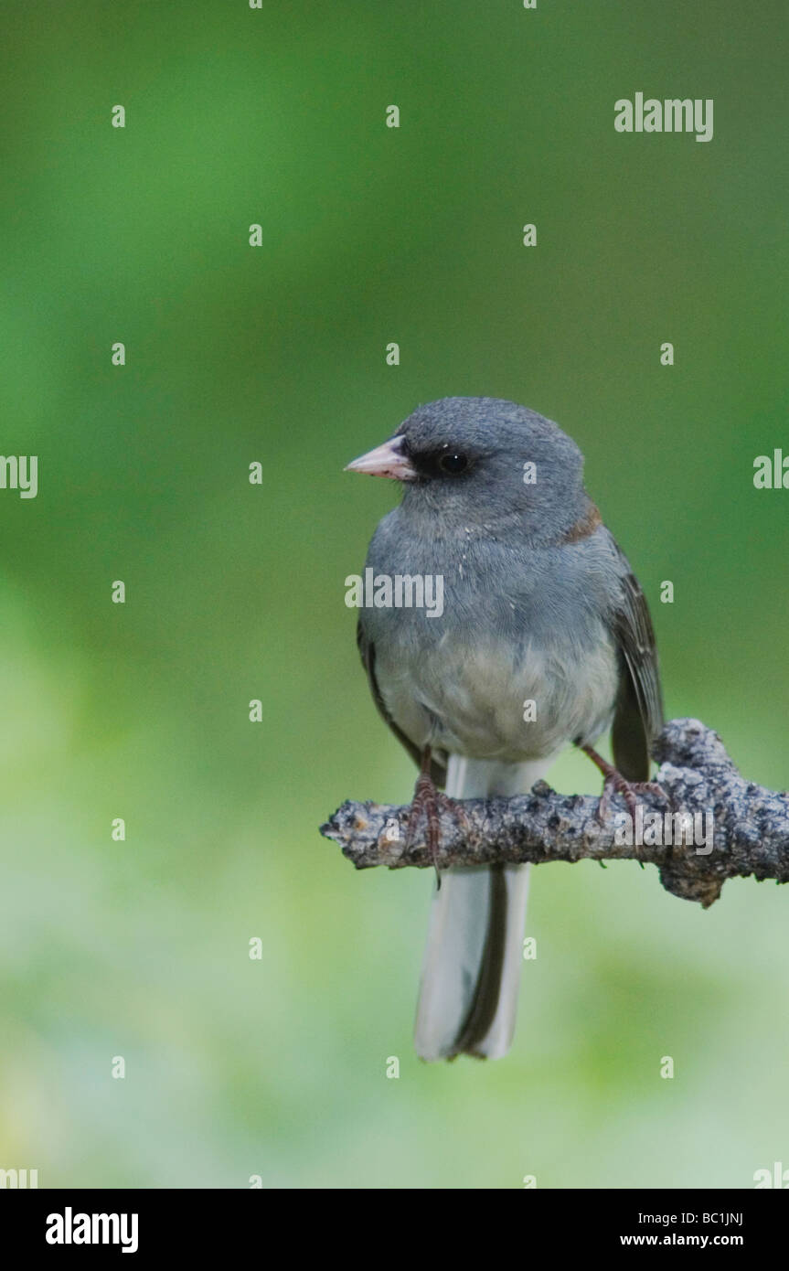 Dark eyed Junco Junco hyemalis Rocky Mountain National Park Colorado USA Giugno 2007 Foto Stock