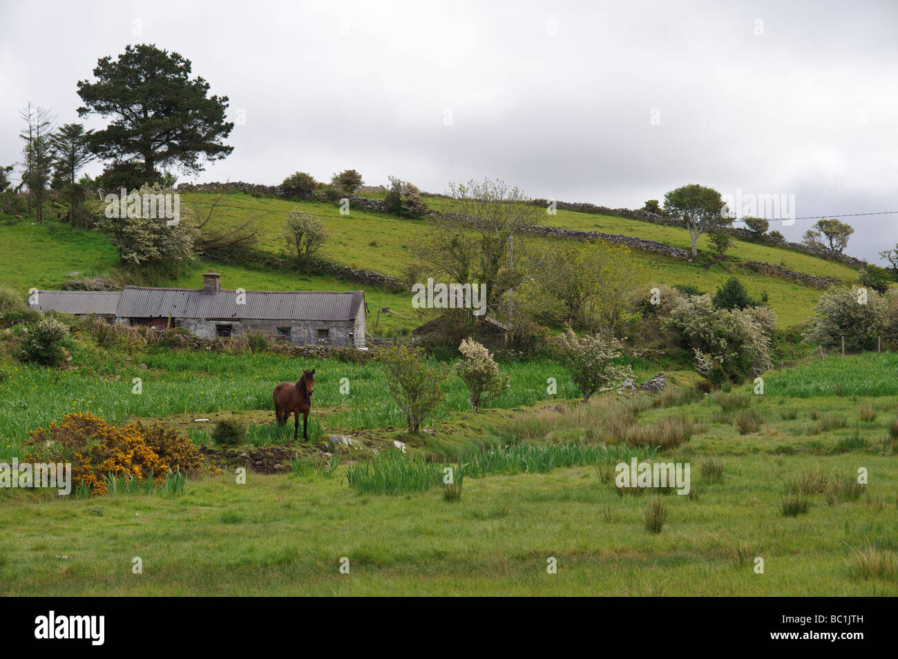 Cavalli sul pascolo Irlandese vicino a Newport County Mayo Irlanda Foto Stock