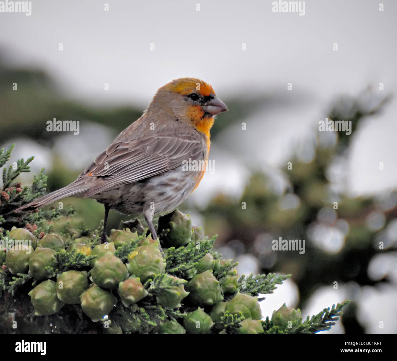 Il Finch della casa (Haemorhous mexicanus) è appollaiato su un ramo di conifere, mostrando segni facciali arancioni e piumaggio striato, profilo laterale. Foto Stock