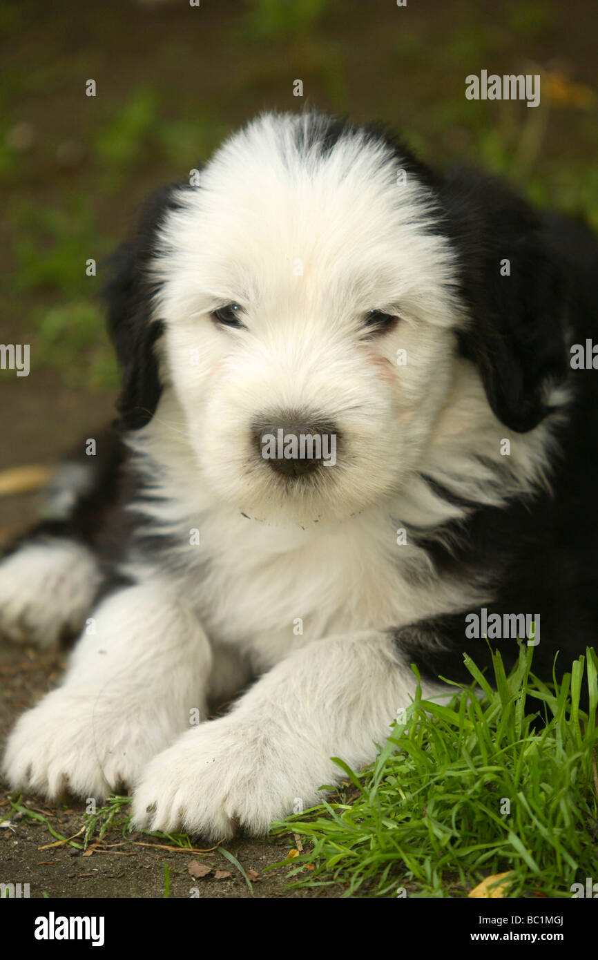 Old English Sheepdog cucciolo 7 settimane Bobtail Foto Stock