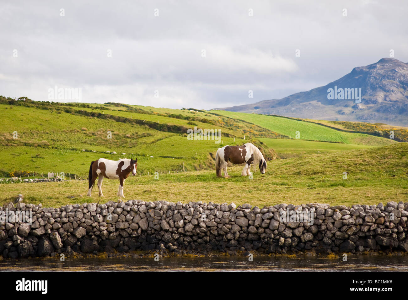 Irish cavalli al pascolo sulle colline della Baia di Clew vicino Kilmeena County Mayo Irlanda al tramonto con parte di Croagh Patrick visibile Foto Stock