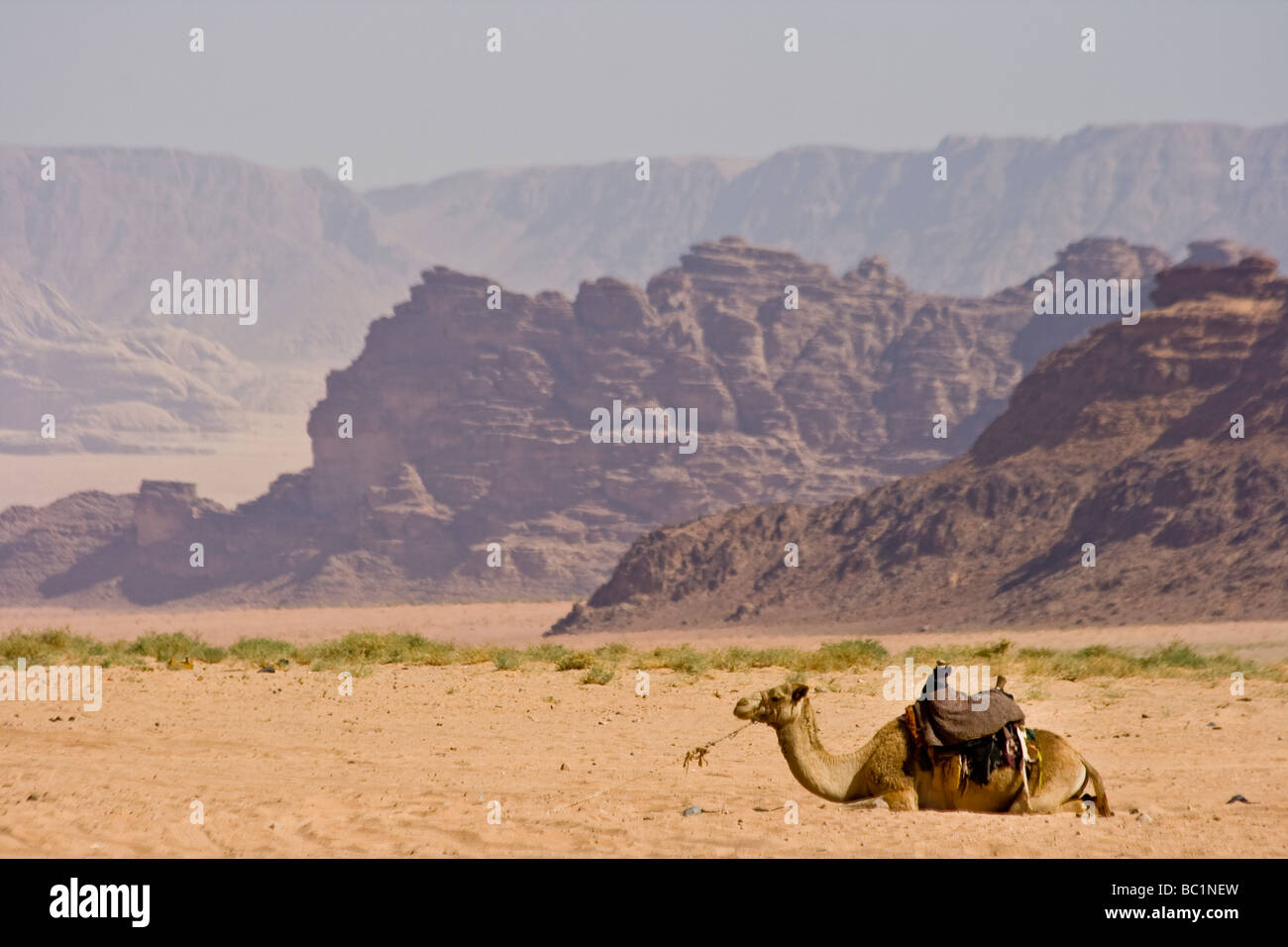 Camel nel Wadi Rum in Giordania Foto Stock