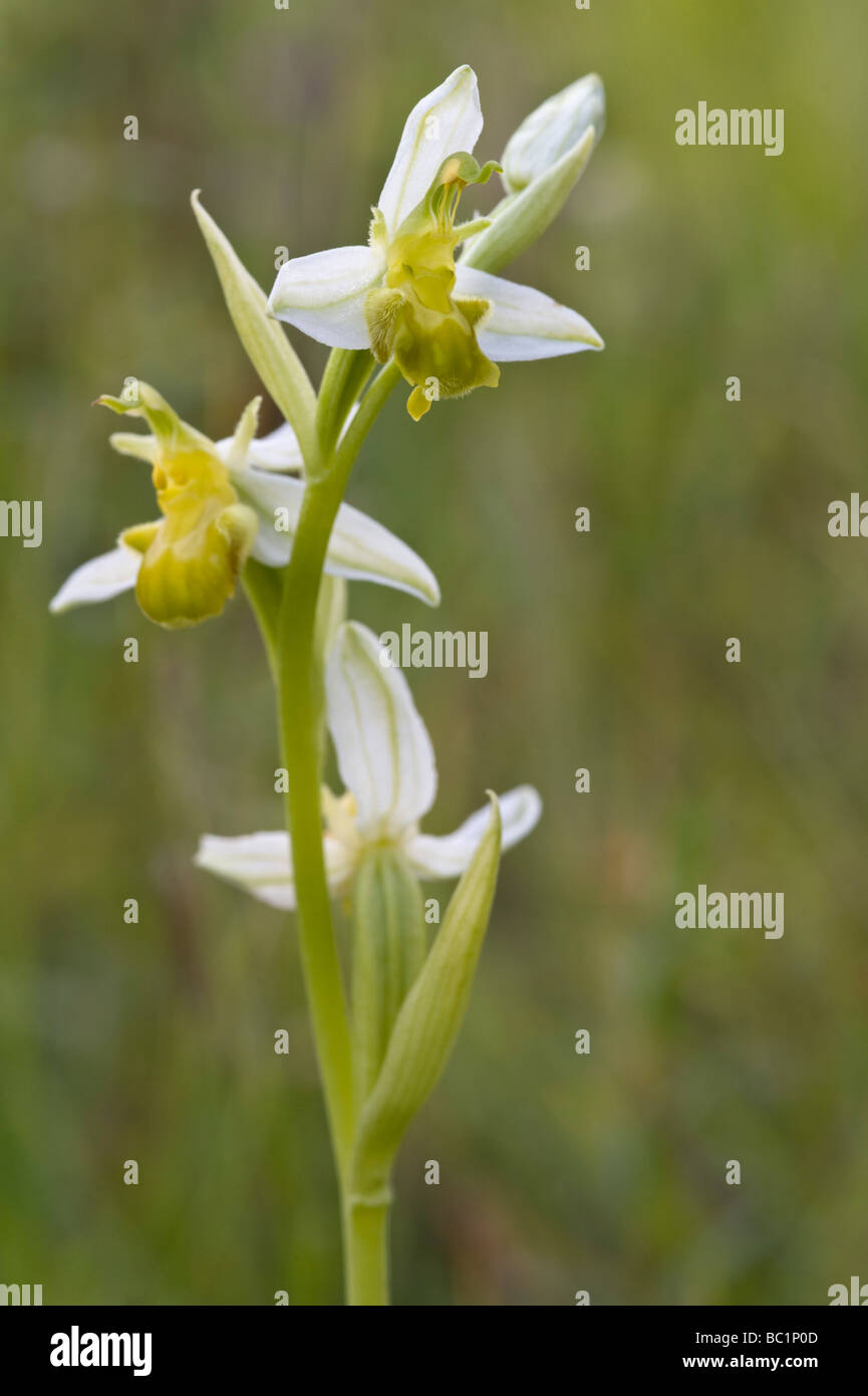 Bee Orchid (Ophrys apifera var. chlorantha) Maltby Commons Riserva Naturale Yorkshire Wildlife Trust sud est off Doncaster REGNO UNITO Foto Stock