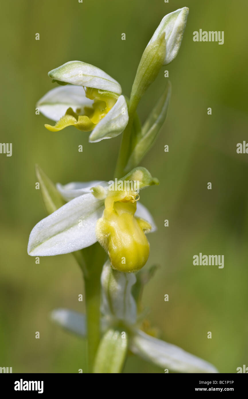 Bee Orchid (Ophrys apifera var. chlorantha) Maltby Commons Riserva Naturale Yorkshire Wildlife Trust sud est off Doncaster REGNO UNITO Foto Stock