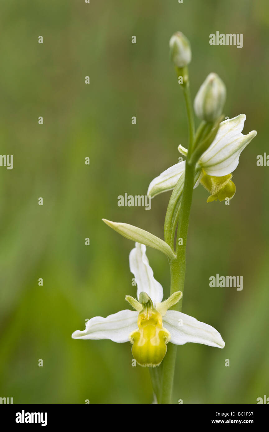 Bee Orchid (Ophrys apifera var. chlorantha) Maltby Commons Riserva Naturale Yorkshire Wildlife Trust sud est off Doncaster REGNO UNITO Foto Stock