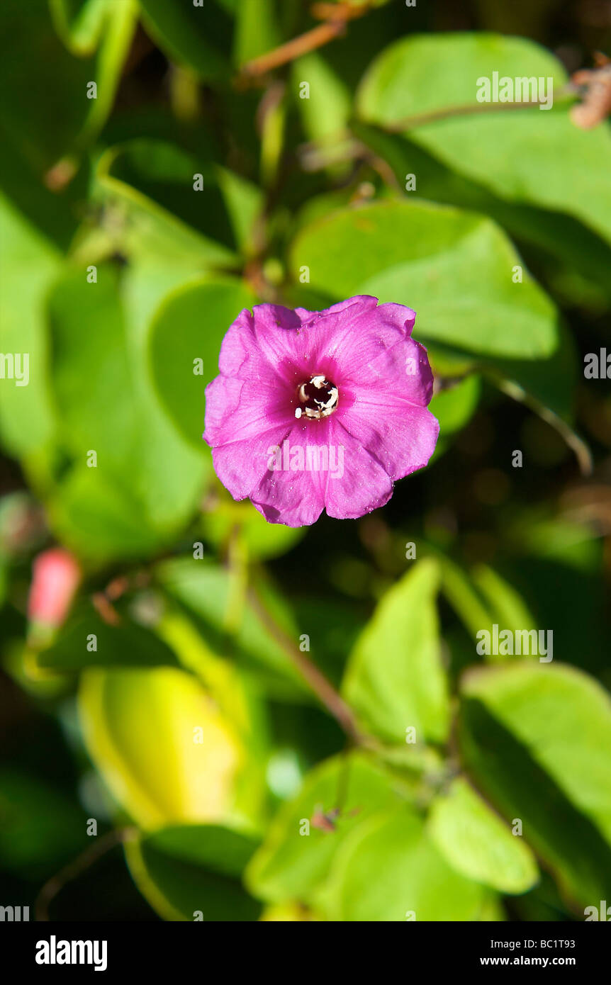 Sint Eustatius fiore nazionale gloria di mattina Foto Stock