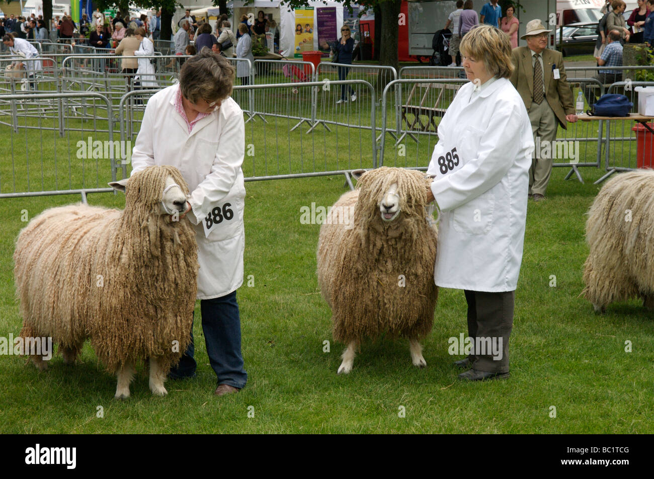 Capre d'angora Foto Stock