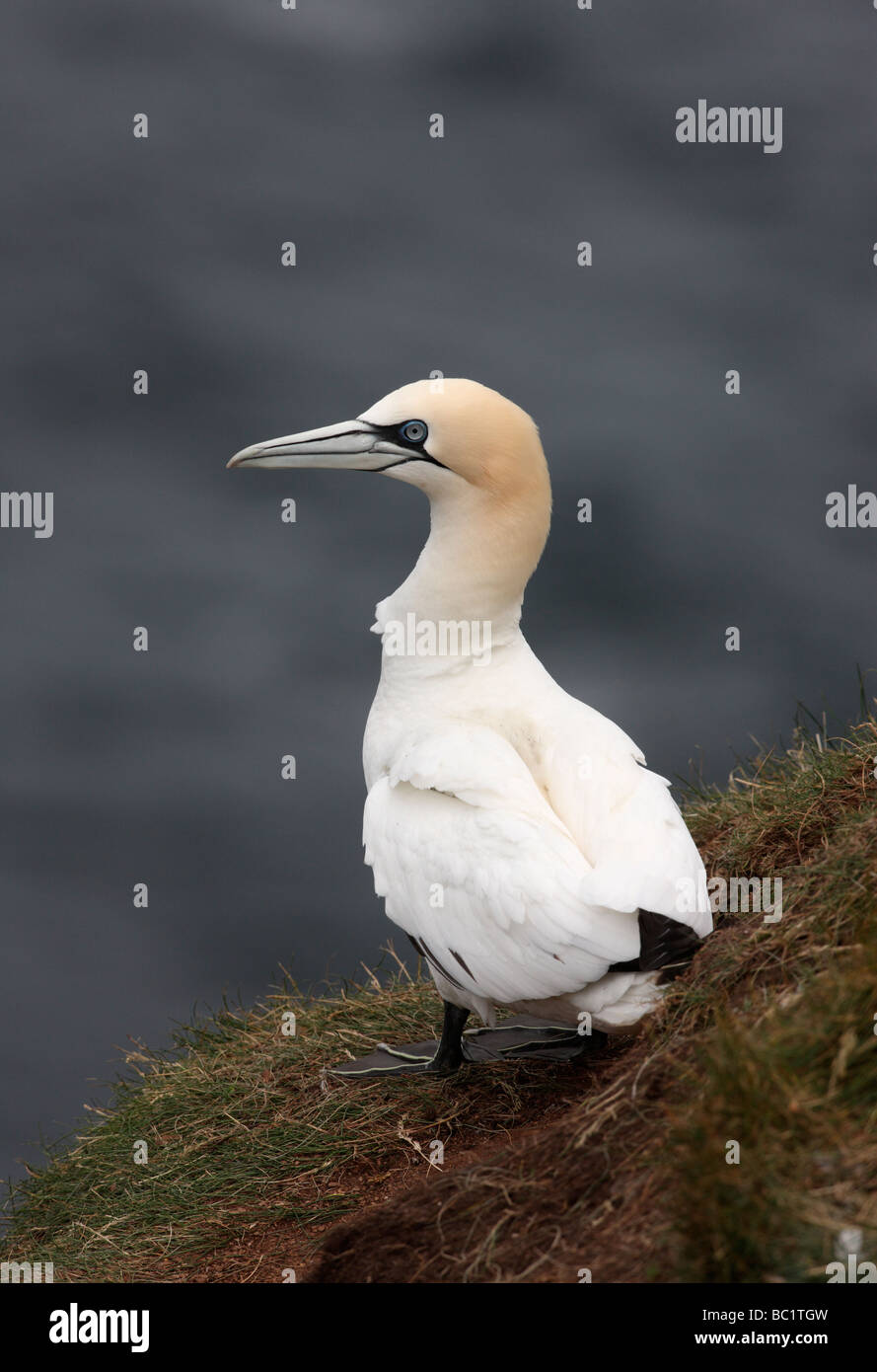 Gannett Sula bassana Troup testa Scozia Scotland Foto Stock