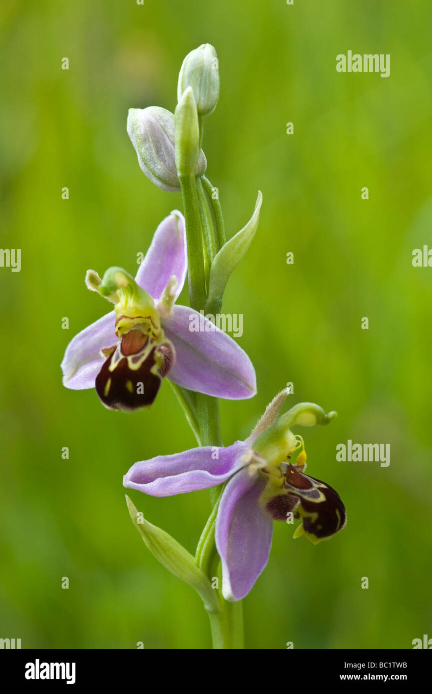 Bee Orchid (Ophrys apifera) fiore spike Maltby Commons riserva naturale vicino a Doncaster nello Yorkshire meridionale Inghilterra UK Europa Foto Stock